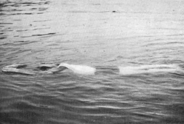Plunging For Distance